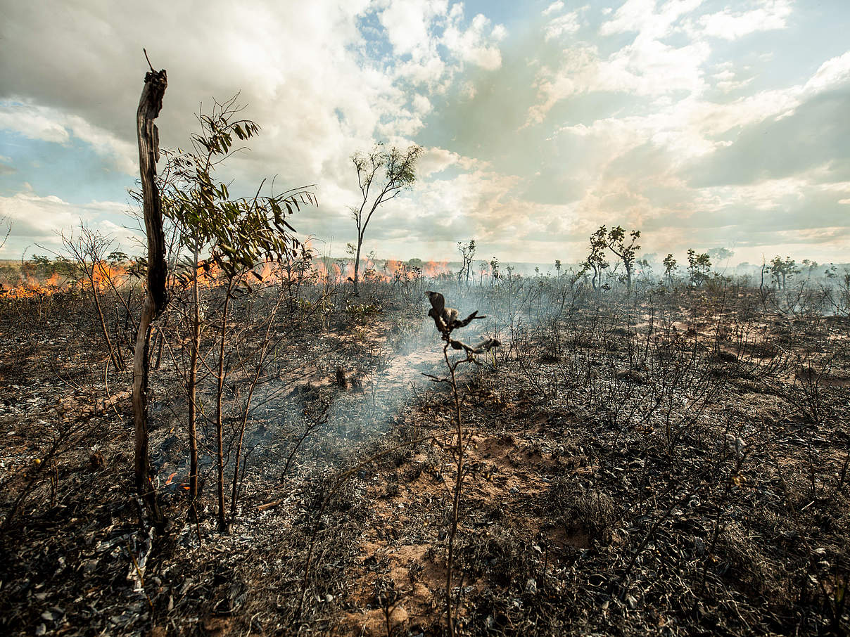 Brandrodung © Ana Paula Rabelo / WWF-UK