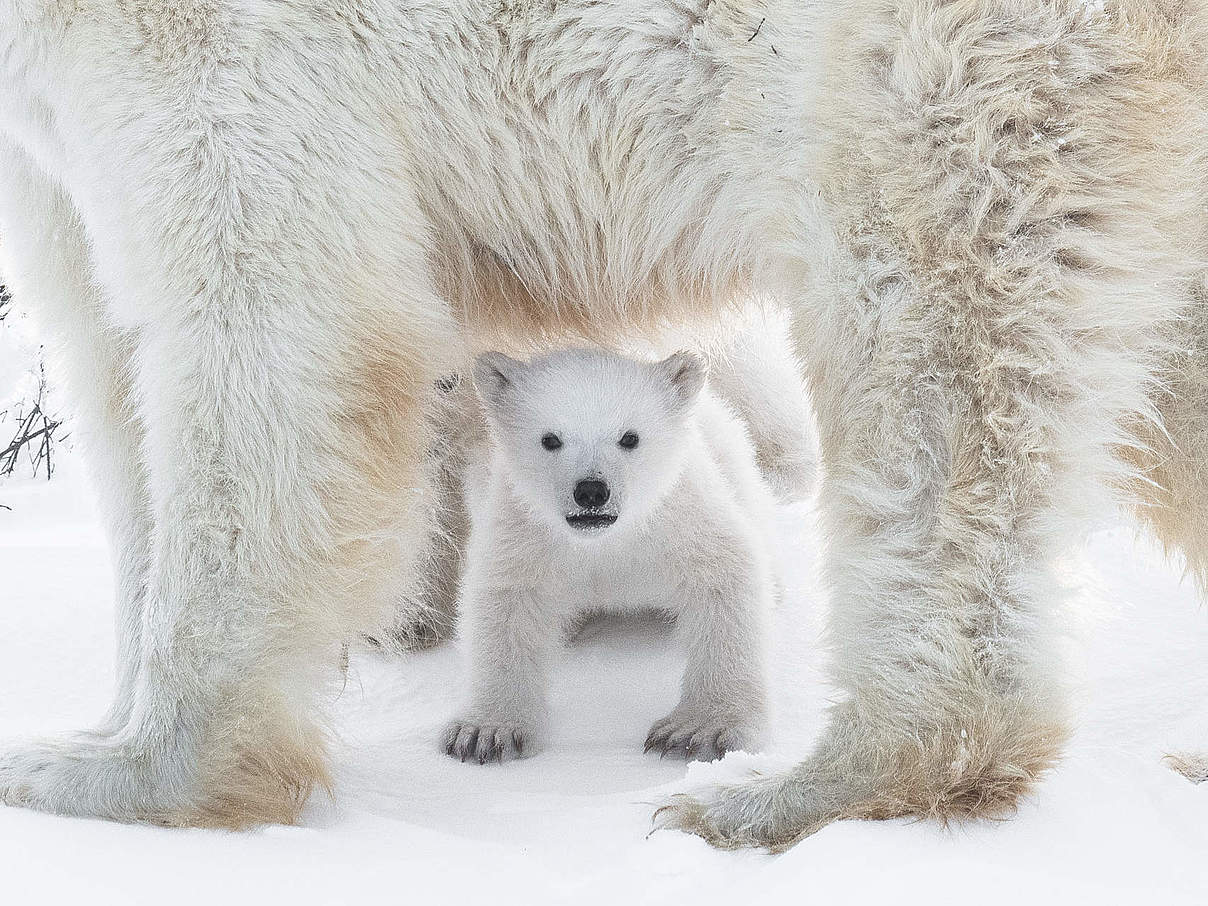 Eisbär-Junges mit Mutter im Wapusk-Nationalpark Kanada © Nadeem Sufi