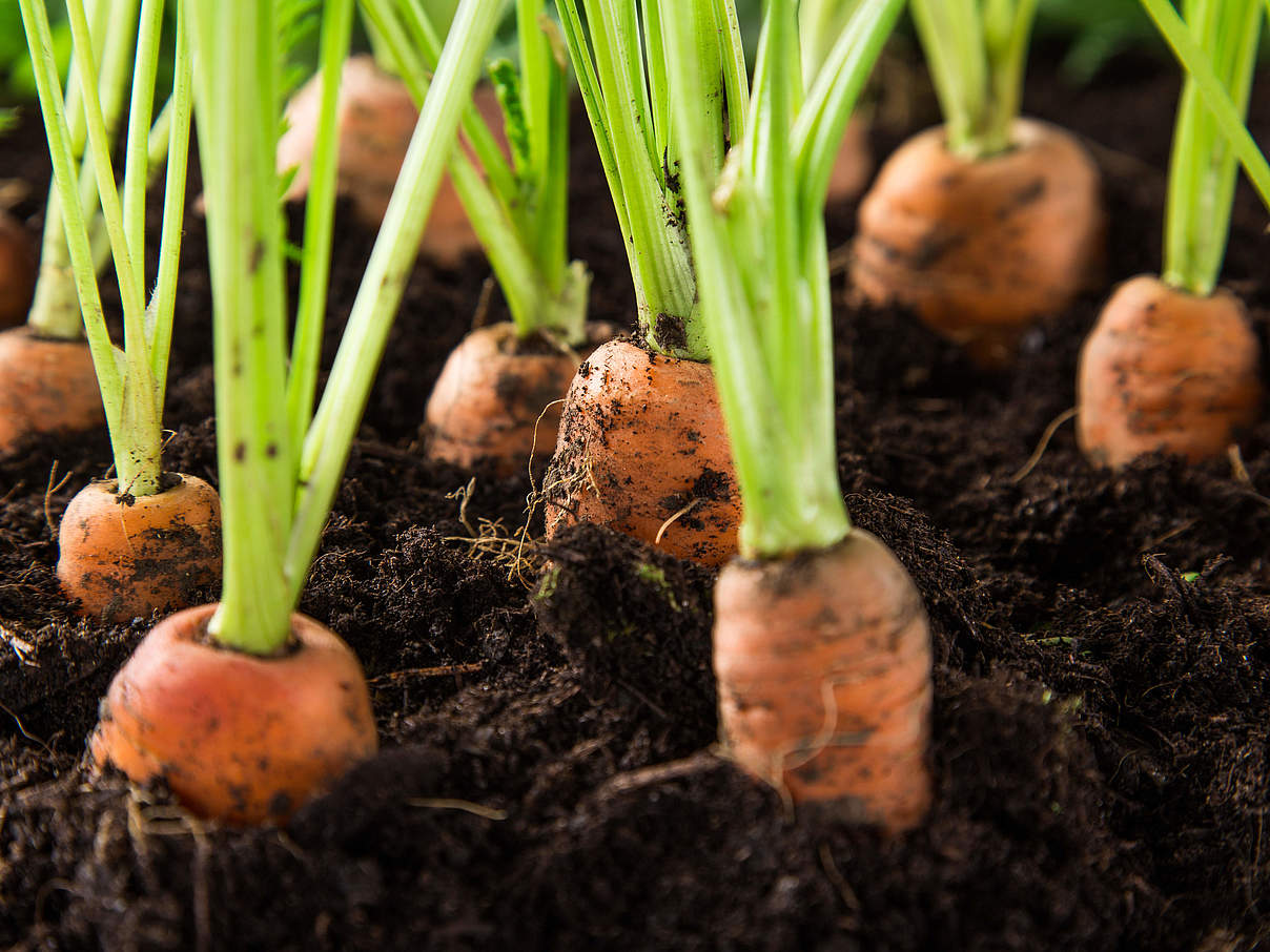 Karotten in der Erde © Shutterstock / Lukas Gojda / WWF