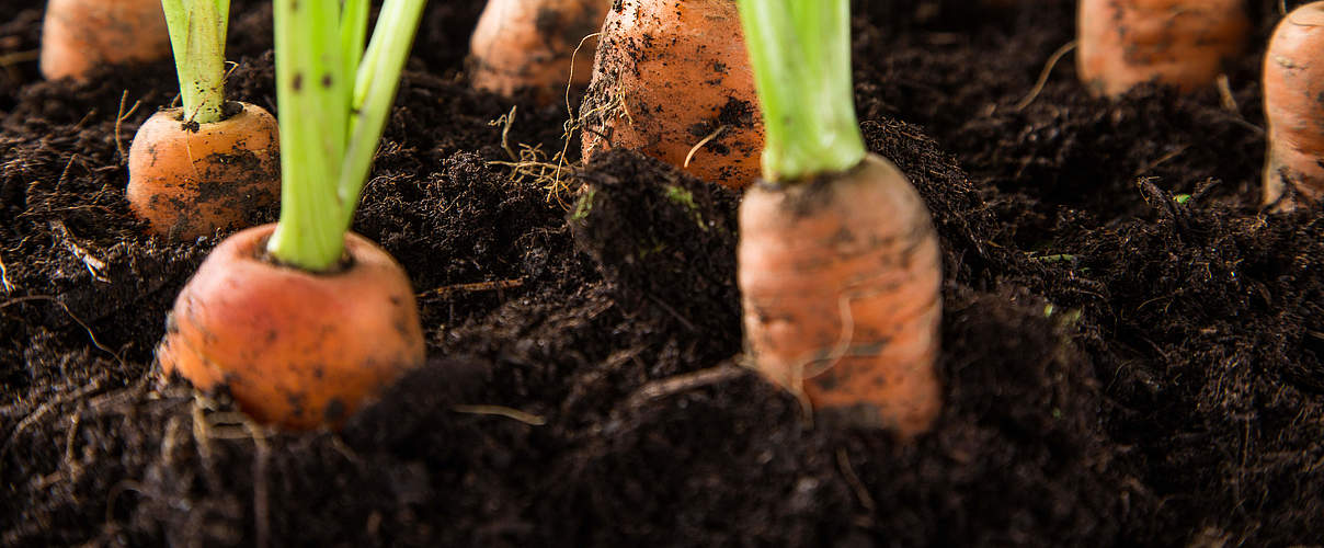 Karotten in der Erde © Shutterstock / Lukas Gojda / WWF