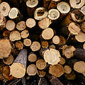 Frisch geschlagenes Holz © Mac Stone / WWF-US