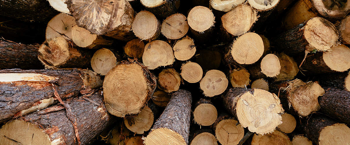Frisch geschlagenes Holz © Mac Stone / WWF-US
