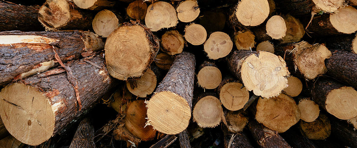 Frisch geschlagenes Holz © Mac Stone / WWF-US