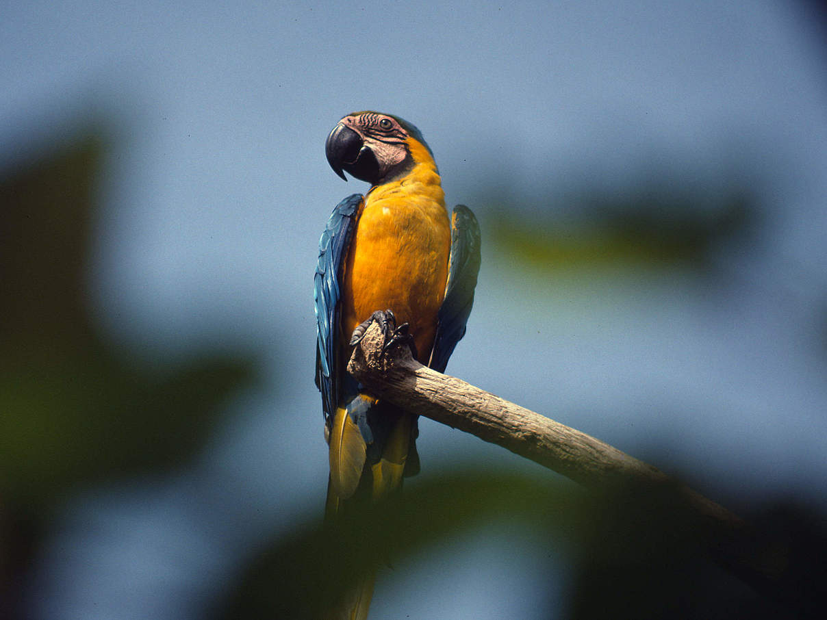 Der Gelbbrustara © Olga Sheean / WWF