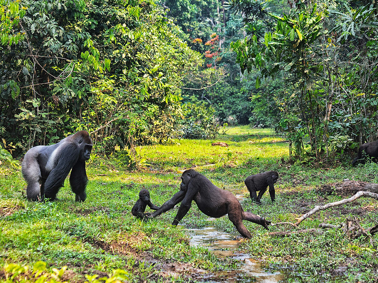 Gorilla-Familie in Dzanga-Sangha © David Santiago