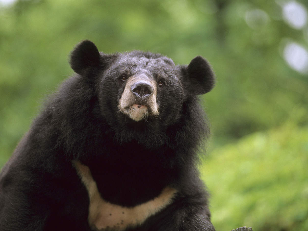 Asiatischer Schwarzbär (Kragenbär) © IMAGO / agefotostock