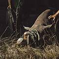 Die Enthornung eines Nashorns ist auch ein sozialer Eingriff in das Leben der Tiere © Delport Bothma