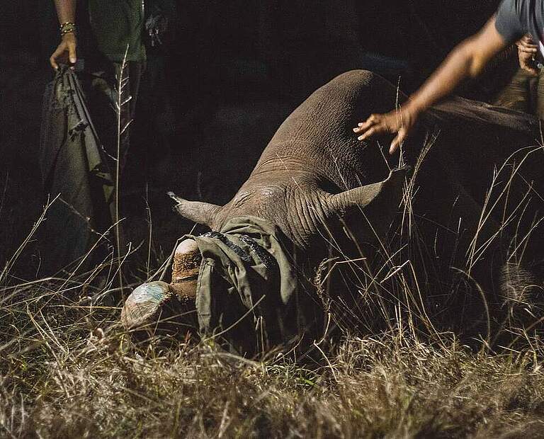 Die Enthornung eines Nashorns ist auch ein sozialer Eingriff in das Leben der Tiere © Delport Bothma