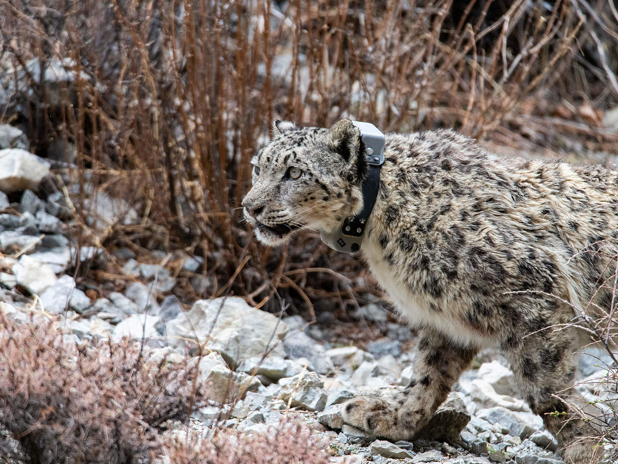 Schneeleopard mit Halsband-Sender im Shey Phoksundo National Park © DNPWC / WWF Nepal