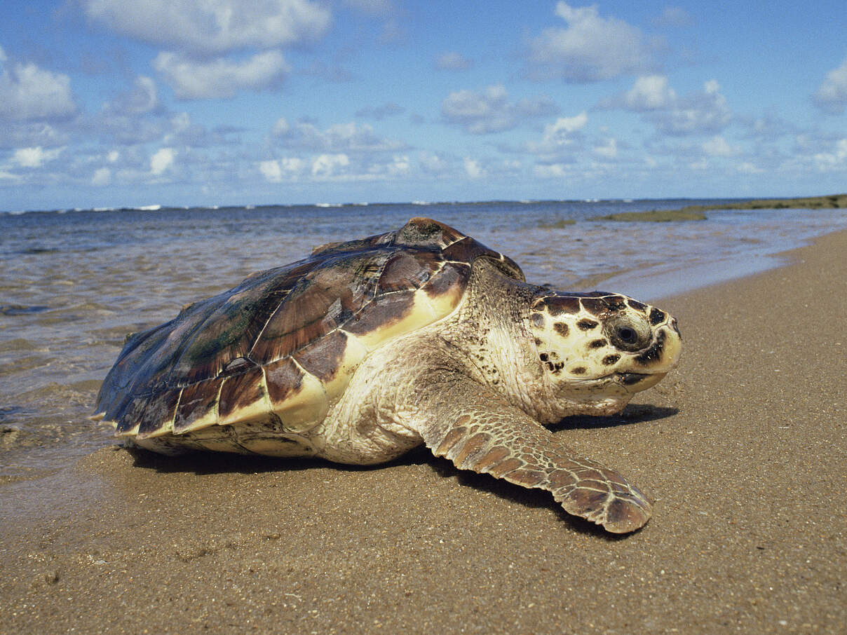 Unechte Karettschildkröte am Strand