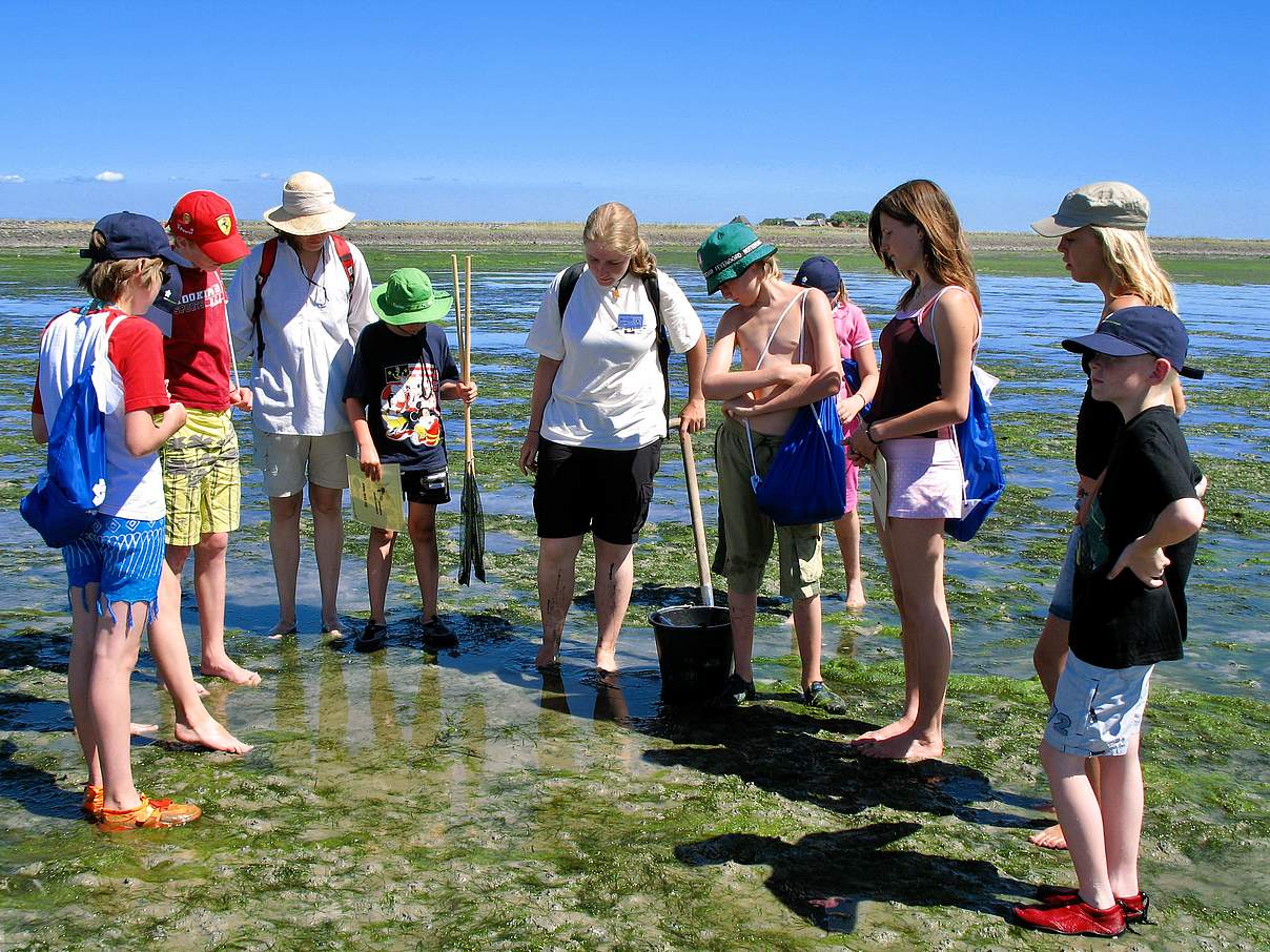 Bildung im Wattenmeer © Johan Krol