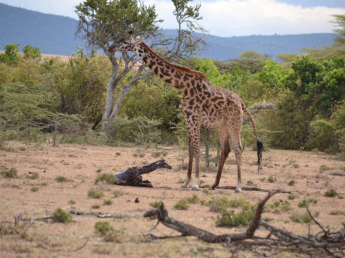 Eine seltene Momentaufnahme: Eine Giraffe mit ihrem Neugeborenen © Elephant Aware