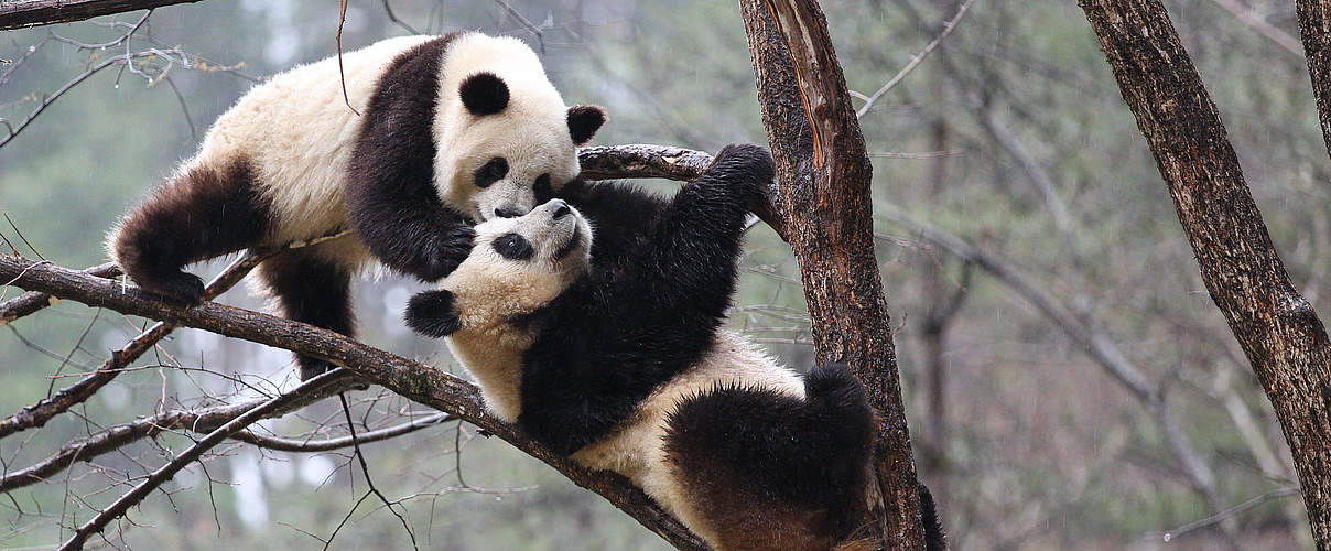 Pandas auf einem Baum © Imago / Xinhua