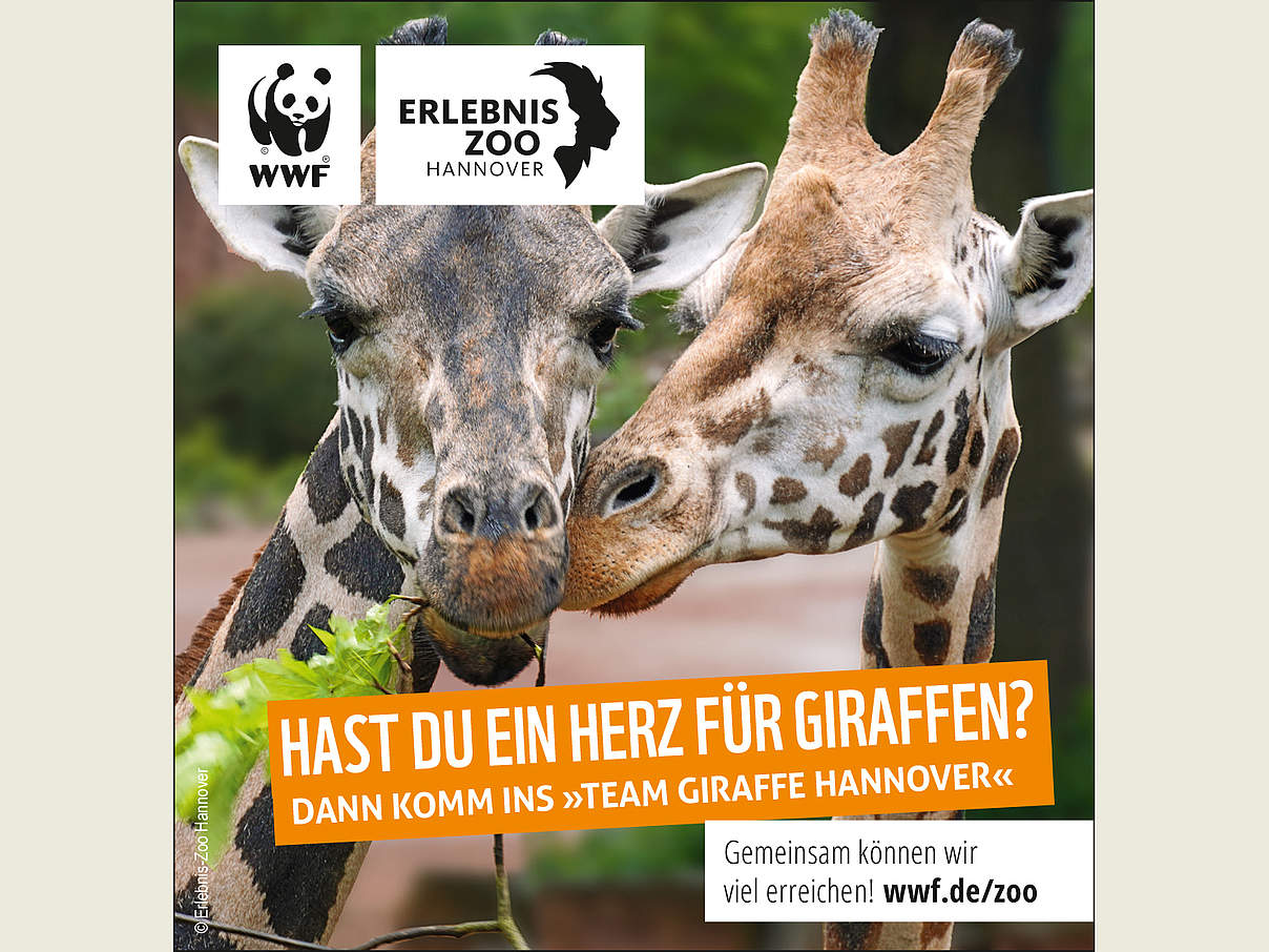Freianzeige WWF Erlebnis Zoo Hannover Team Giraffe © WWF