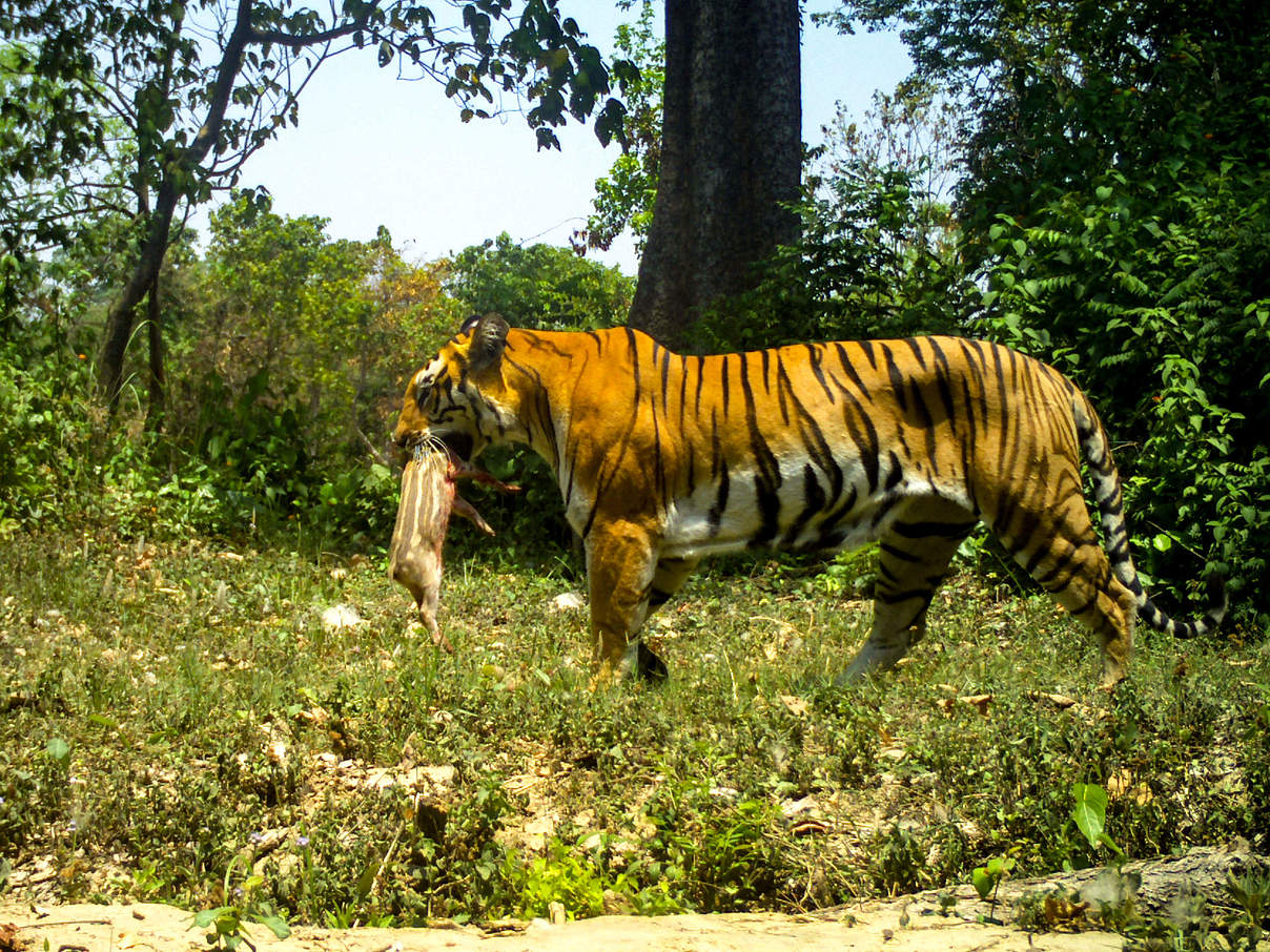 Tiger mit Beute in der Kamerafalle © DoFSC / WWF Nepal