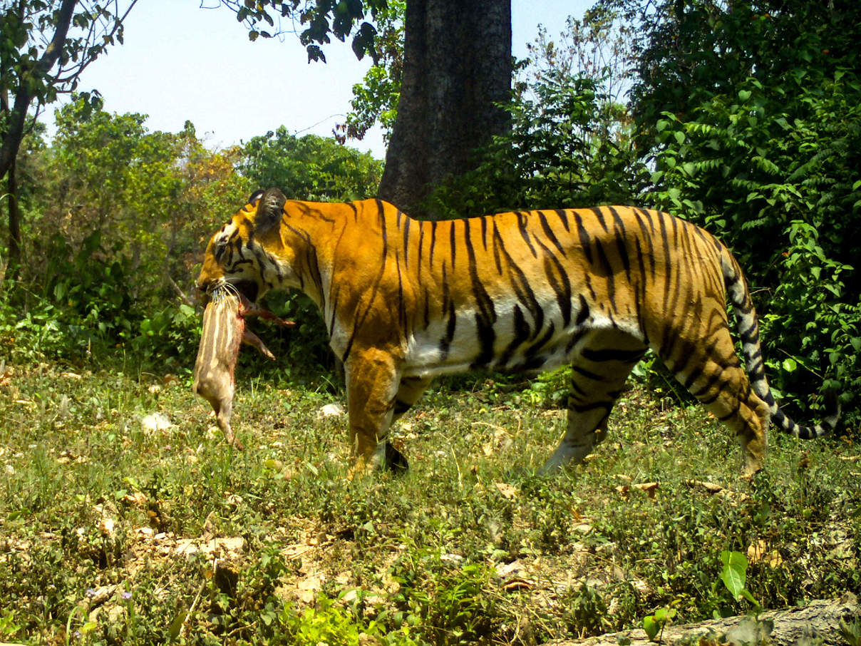 Bengaltiger mit Beute in der Kamerafalle, Nepal © DoFSC / WWF Nepal