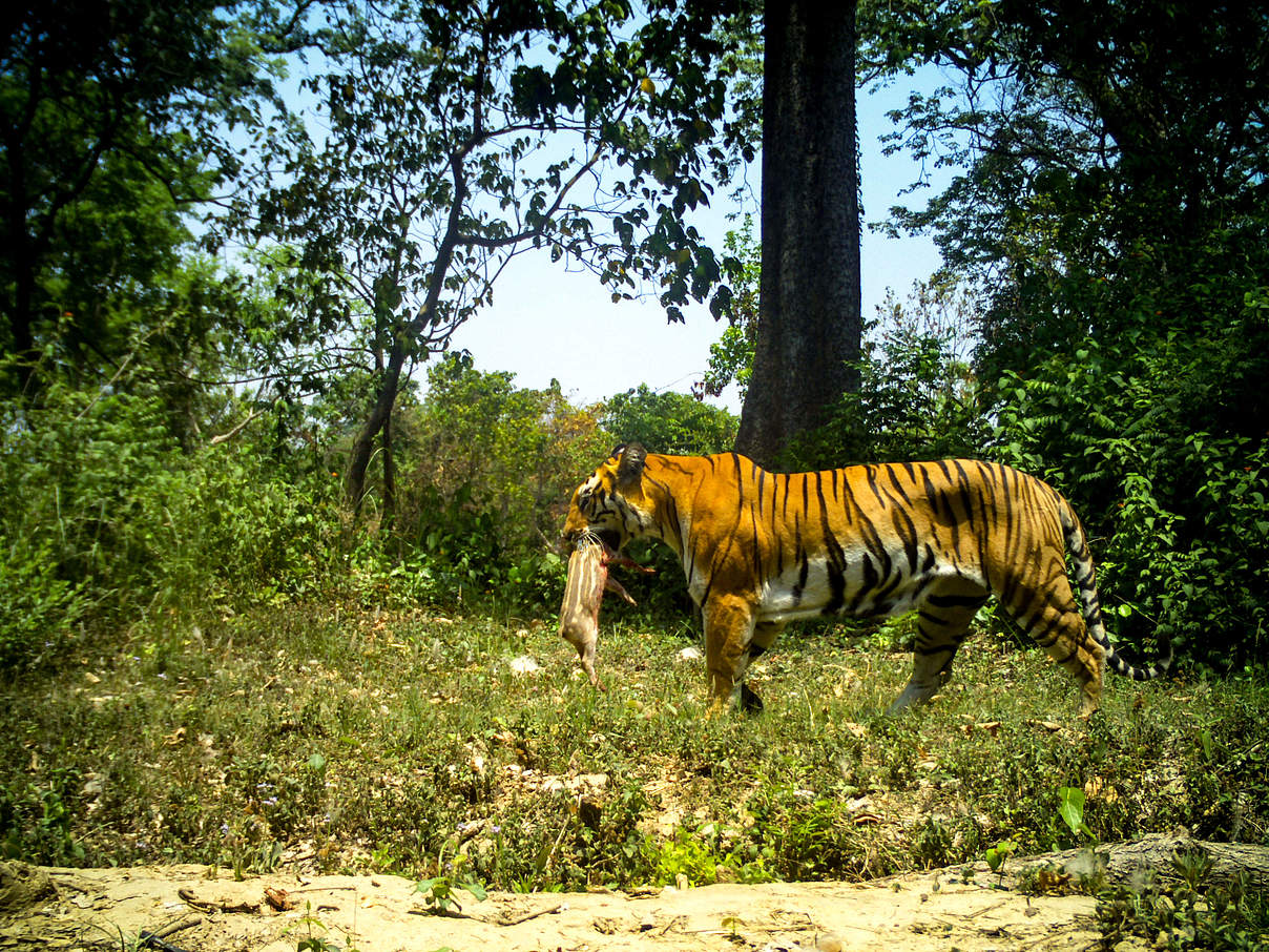 Bengaltiger mit Beute in der Kamerafalle, Nepal © DoFSC / WWF Nepal