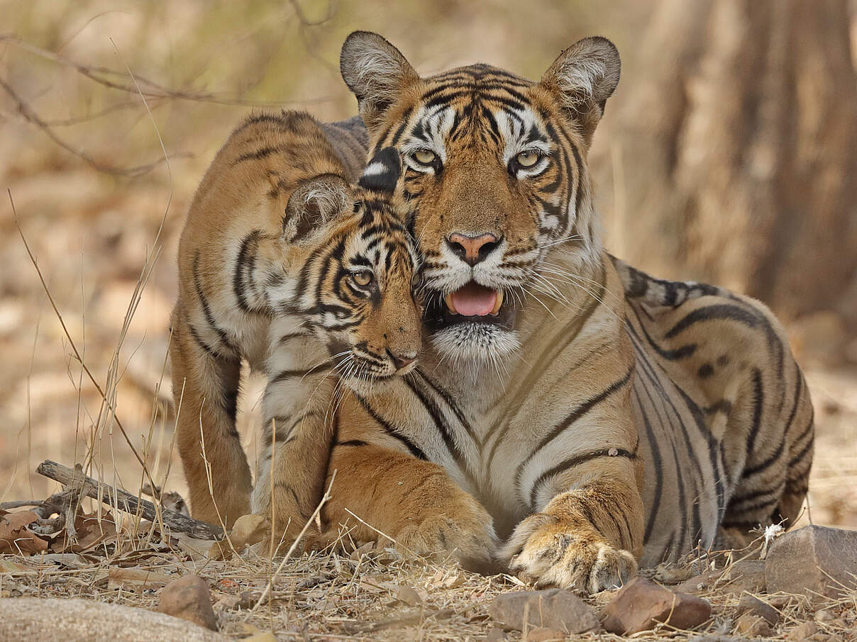 Bengal-Tiger in Indien © naturepl.com / Andy Rouse / WWF