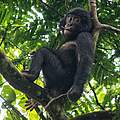 Junger Bonobo © Karine Aigner / WWF-US