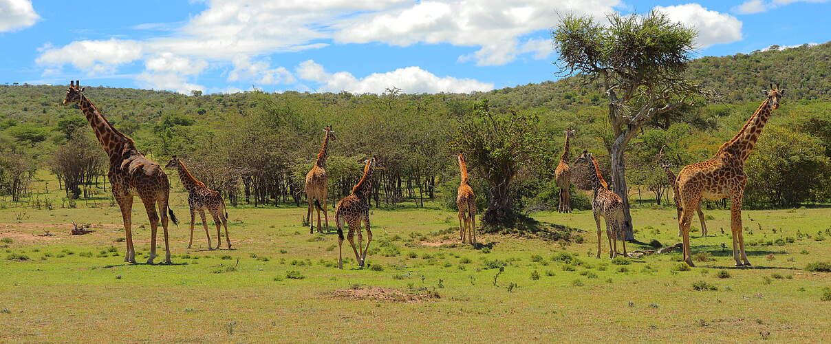 Giraffen in der Ripoi-Conservancy
