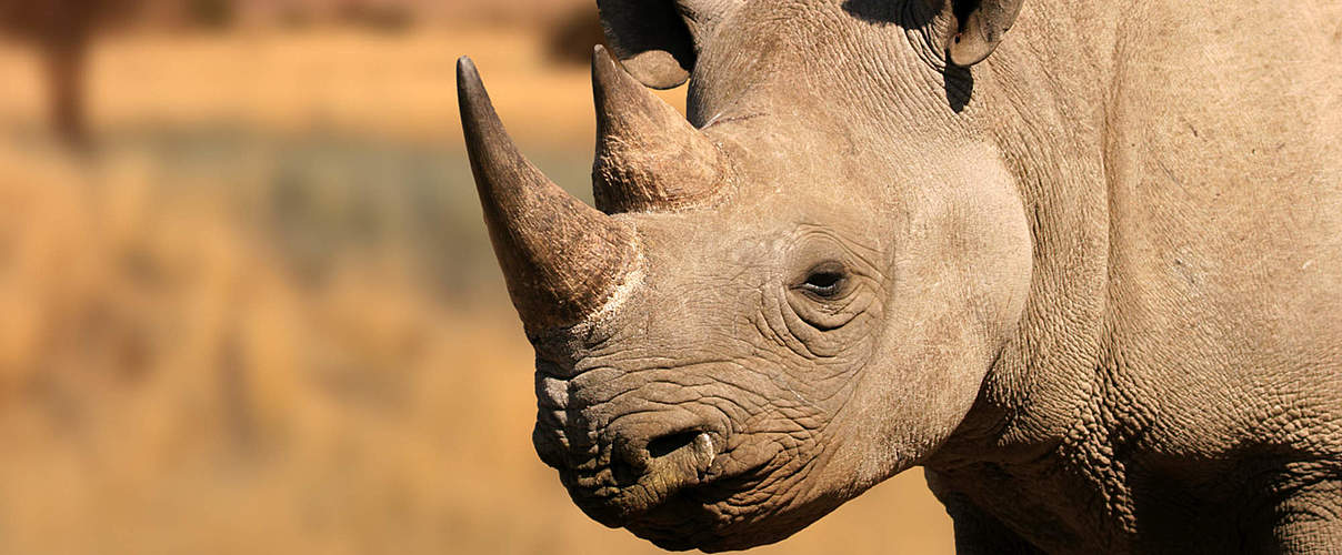 Spitzmaulnashorn © ecopic / iStock / Getty Images