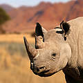Spitzmaulnashorn © ecopic / iStock / Getty Images