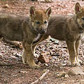 Zwei neugierige Wolfswelpen © Ralph Frank / WWF