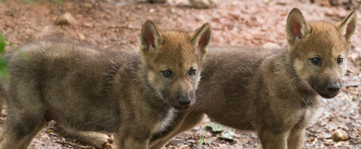 Zwei neugierige Wolfswelpen © Ralph Frank / WWF