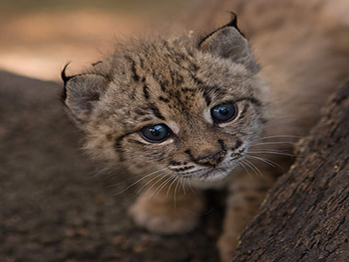 Iberischer Luchs © Iberian Lynx Ex situ Conservation Program