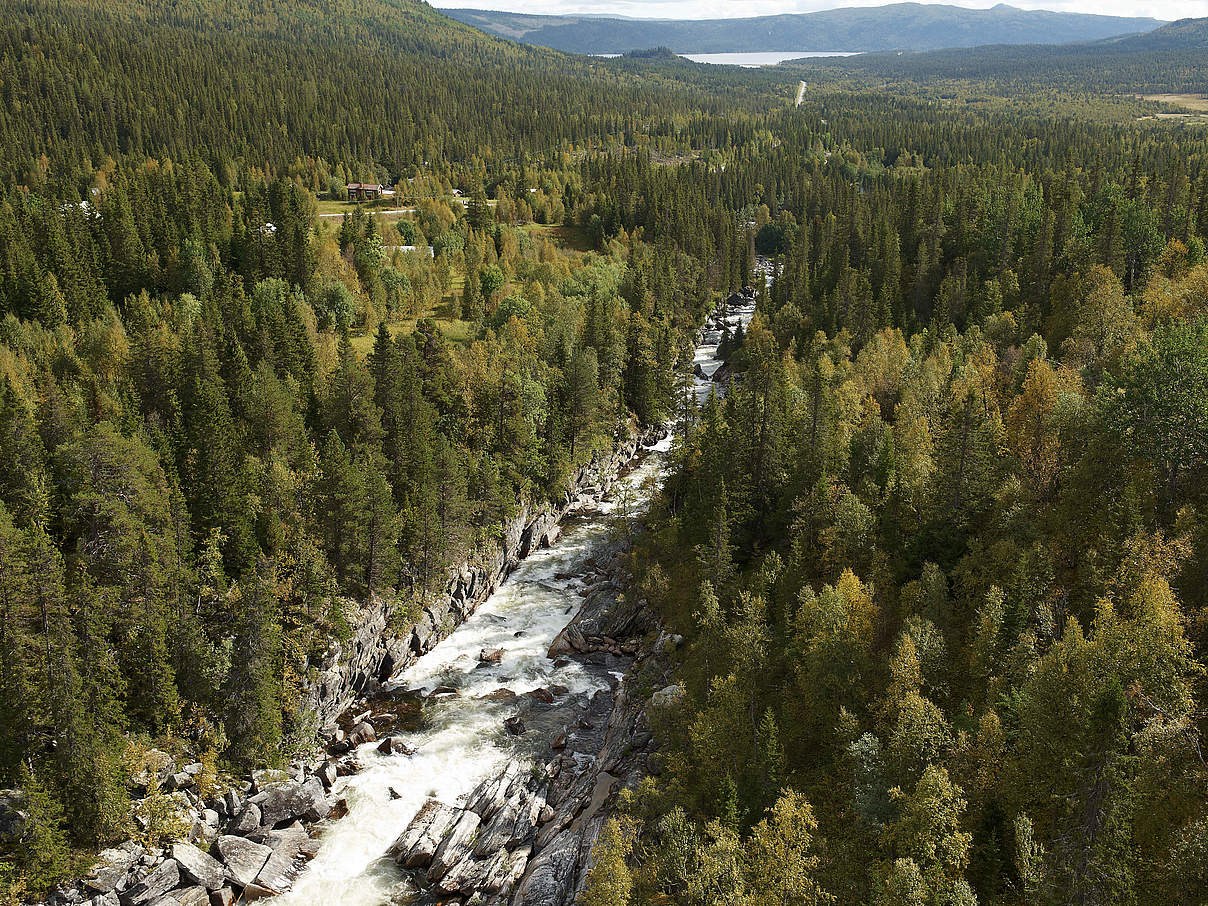 Borealer Wald Luftaufnahme Tjulan Ammarnäs Lappland WW255387 c Olaf Jennersten WWF Sweden Wiederaufforstung im indischen Darjeeling. © Olaf Jennersten / WWF Sweden