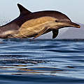 Delfin vor Kapstadt in Südafrika © naturepl.com / Chris Fallows / WWF