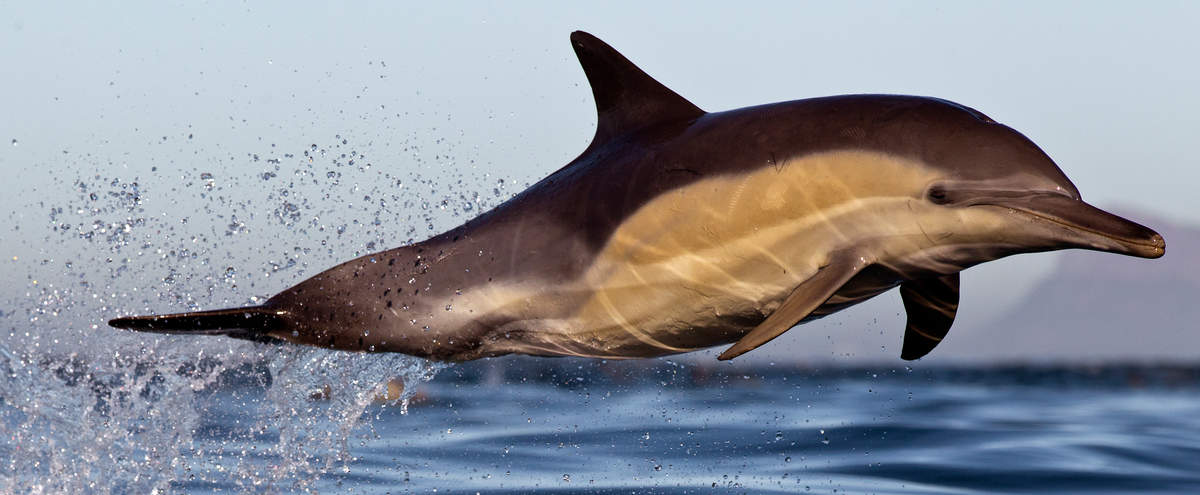 Delfin vor Kapstadt in Südafrika © naturepl.com / Chris Fallows / WWF