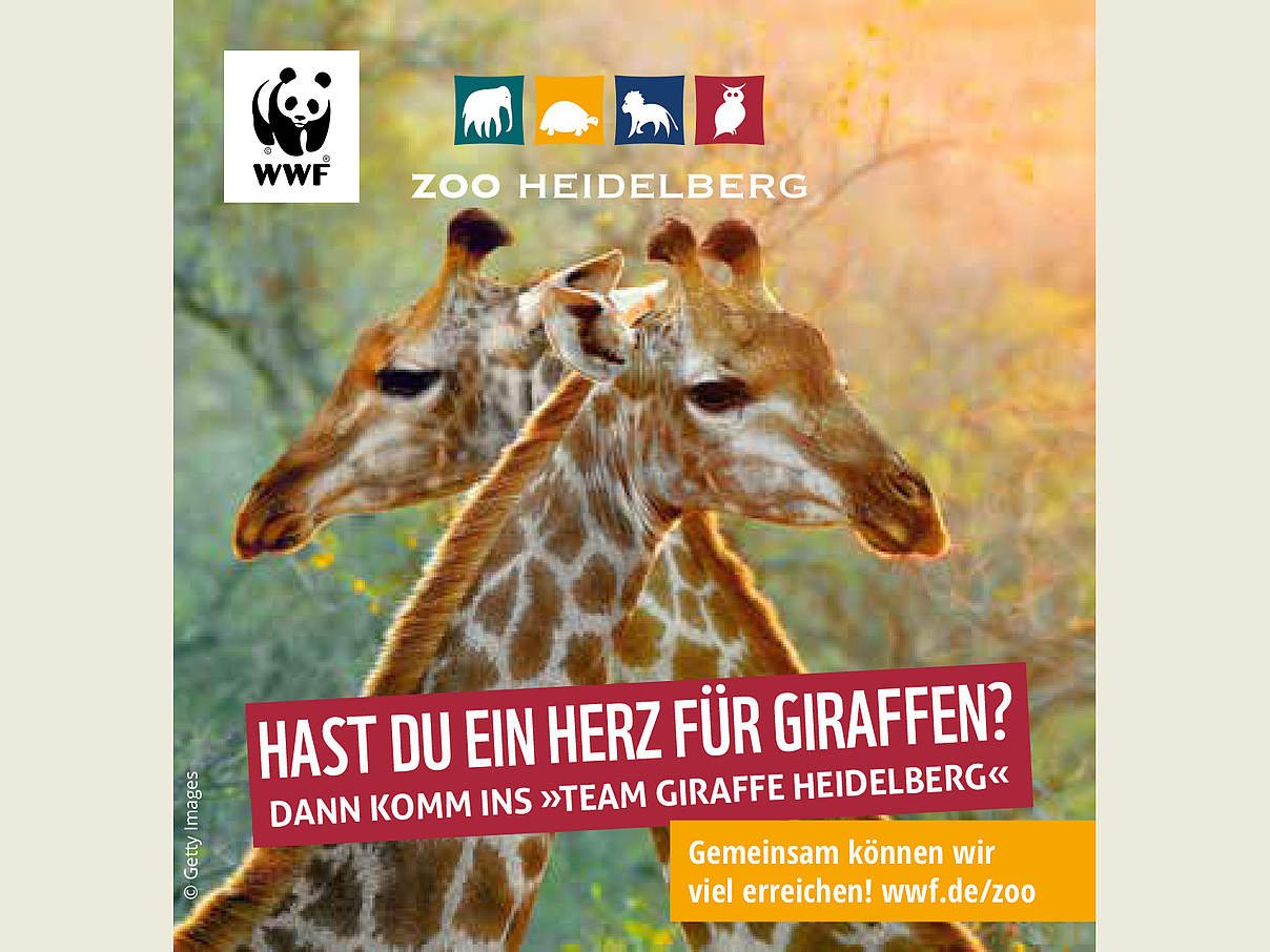 Freianzeige WWF Zoo Heidelberg TeamGiraffe © WWF