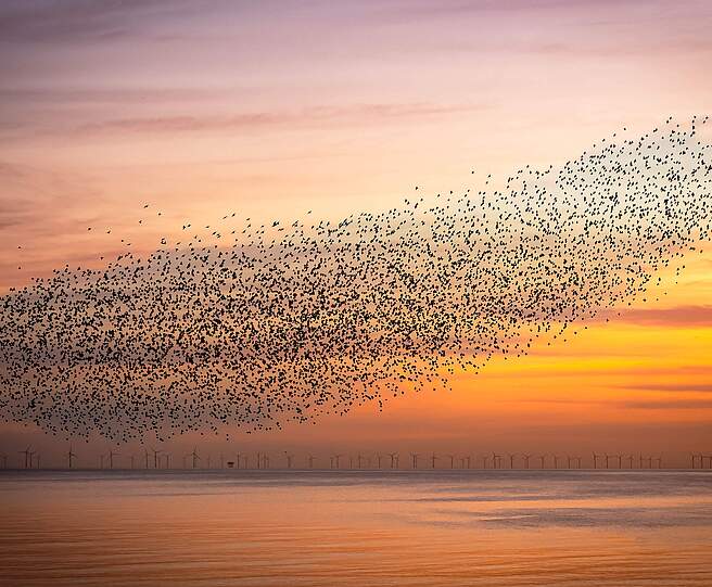 Vor einem roten Sonnenuntergang fliegt ein Starenschwarm in einer Formation über eine Wasseroberfläche