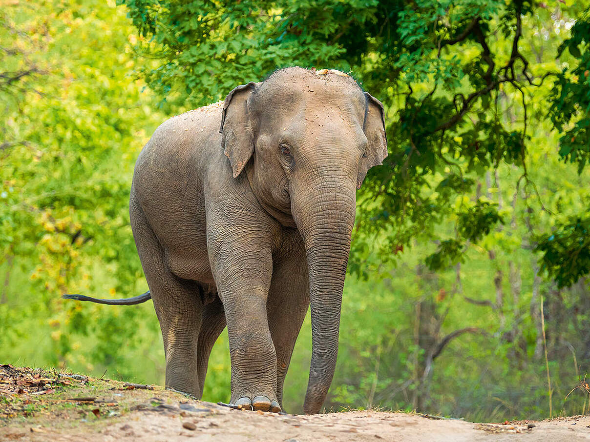Asiatischer Elefant