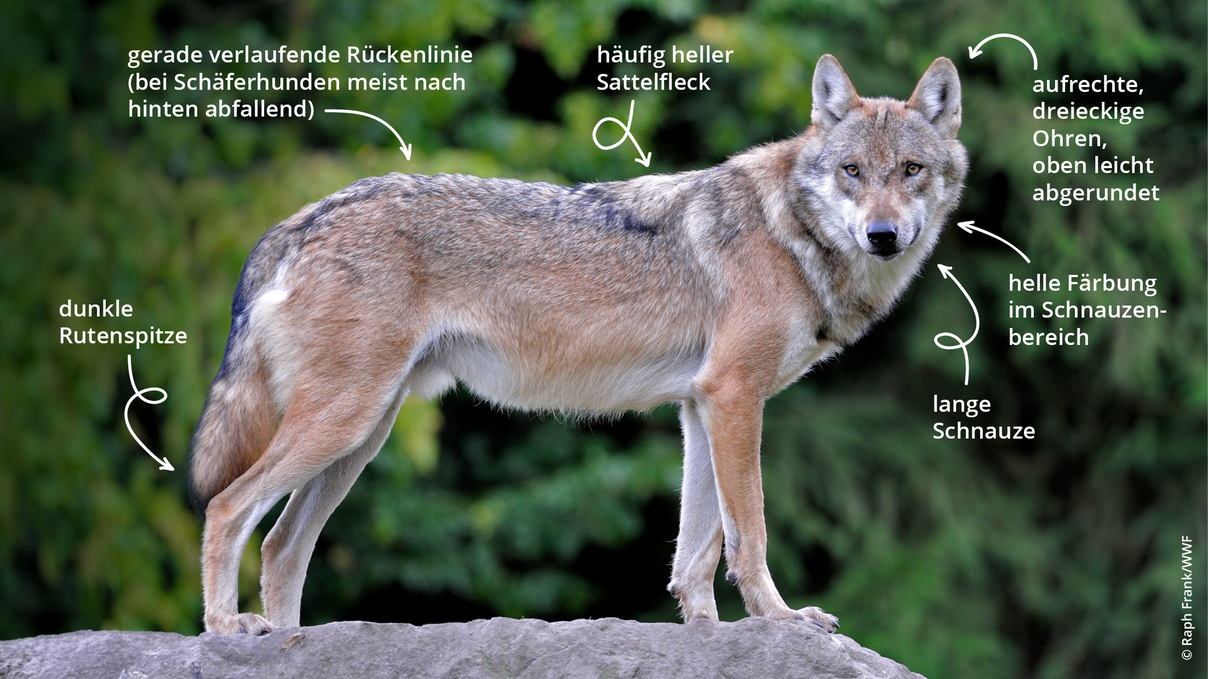 Merkmale des Europäischen Grauwolfs (Canis lupus lupus) © Ralph Frank / WWF