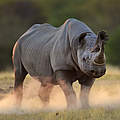 Spitzmaulnashorn © naturepl.com / Tony Heald / WWF