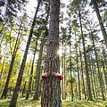 Waldumarmung © conceptualmotion / iStock / Getty Images Plus