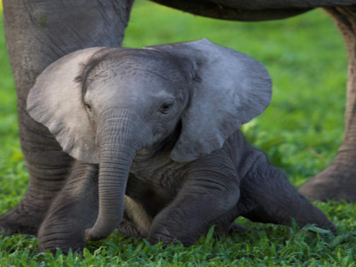 350 VC8U0725 01 Junger Afrikanischer Elefant Loxodonta africana Okavango Botswana c Michael Poliza WWF Die Bedrohung durch Wilderei hat in den letzten Jahren in afrikanischen Staaten dramatisch zugenommen. © Michael Poliza / WWF