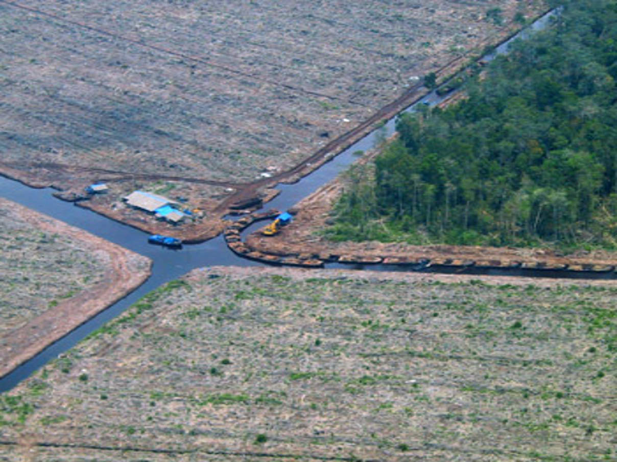 350 wwfid 282 APP Riau Abholzung c WWF Indonesia Riau Project © WWF-Indonesia / Riau Project