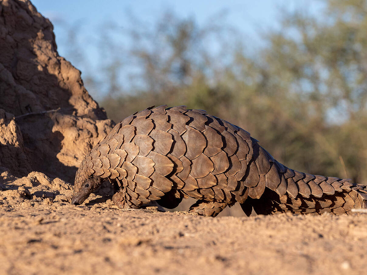 Africa, Namibia, Private reserve, Ground pangolin, also known as Temminck s pangolin or Cape pangolin, (Smutsia temminck