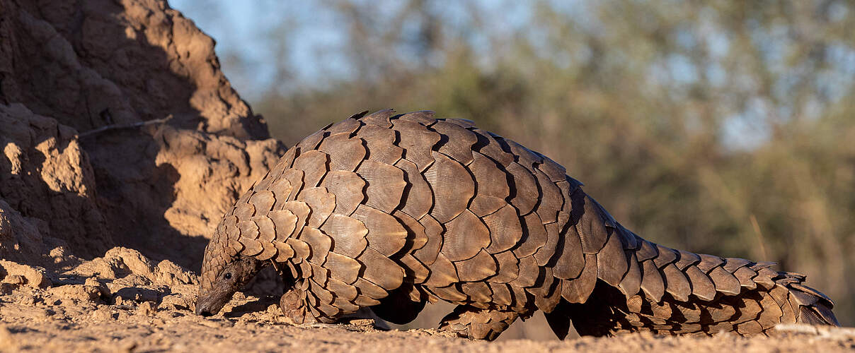 Africa, Namibia, Private reserve, Ground pangolin, also known as Temminck s pangolin or Cape pangolin, (Smutsia temminck
