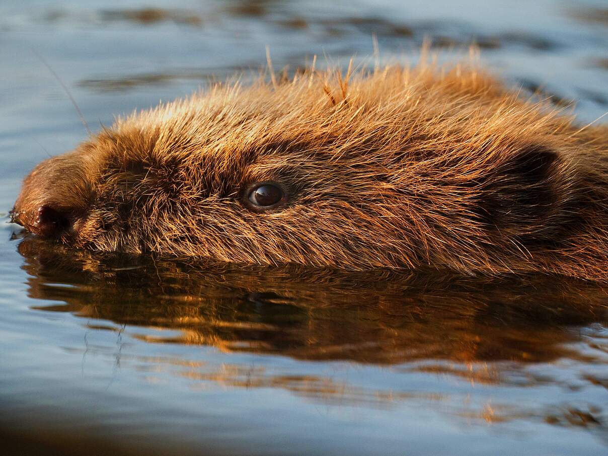 Biber Europaeischer Biber Castor fiber schwimmend in der Elbtalaue Portraet Deutschland Niede