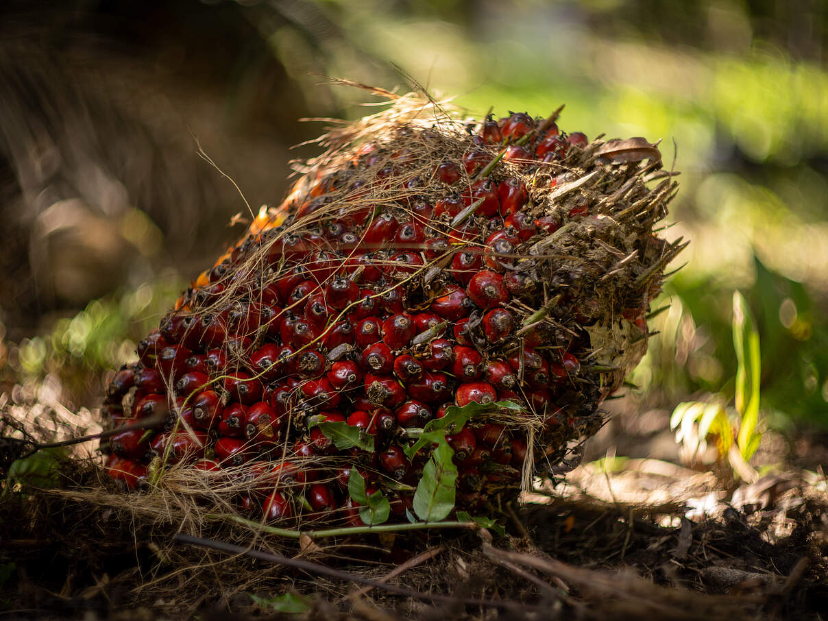 Früchte der Ölpalme 