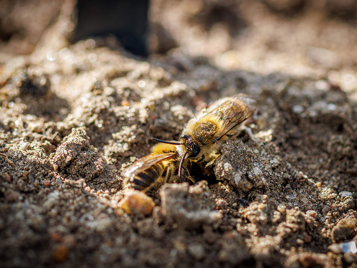Nahhaufnahme zweier Sandbienen, die im Sand nisten.