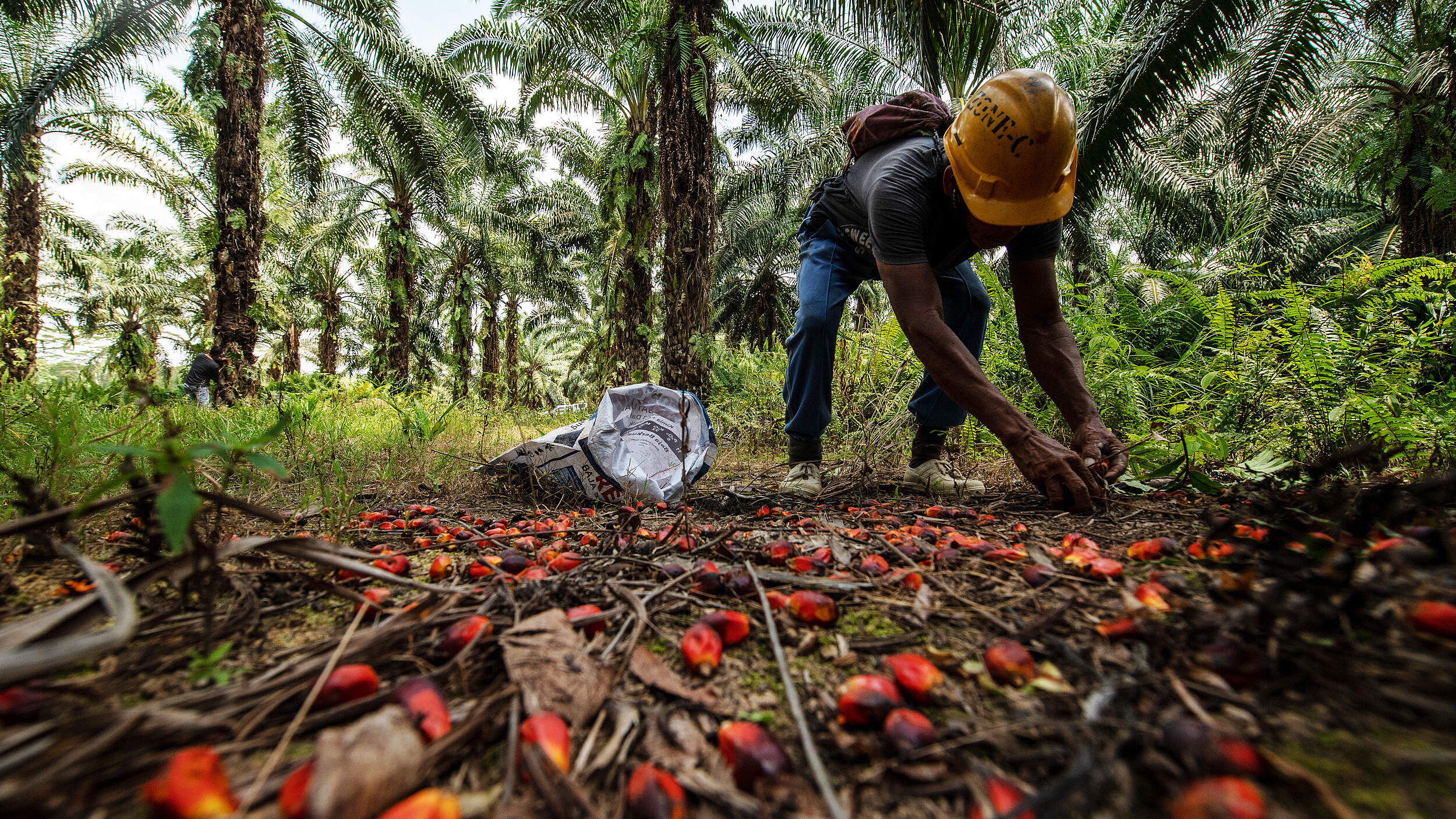 Arbeiter auf Palmölplantage © Chris J. Ratcliffe / WWF UK