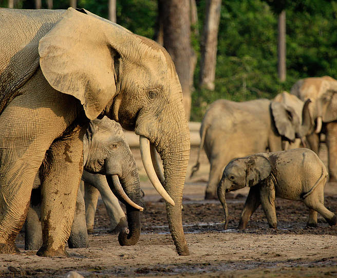Waldelefanten auf der Dzanga-Bai © Carlos Drews / WWF