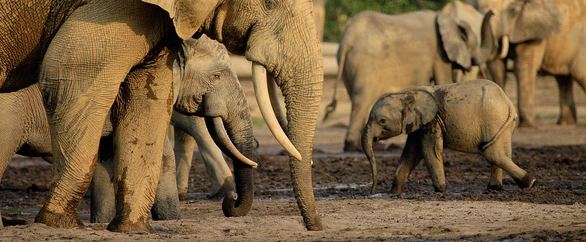 Waldelefanten auf der Dzanga-Bai © Carlos Drews / WWF