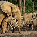 Waldelefanten auf der Dzanga-Bai © Carlos Drews / WWF