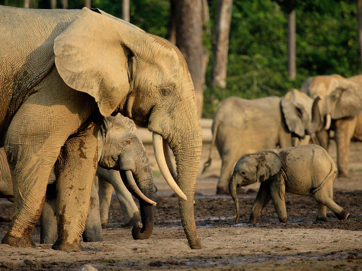 Waldelefanten auf der Dzanga-Bai © Carlos Drews / WWF